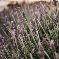 Sage Blossom Soy Candle