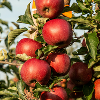 Apple Picking Soy Candle