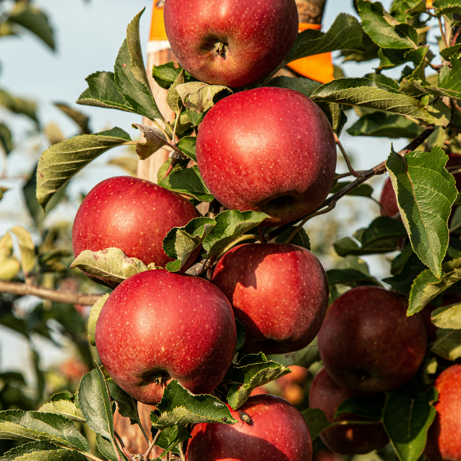 Apple Picking Soy Candle